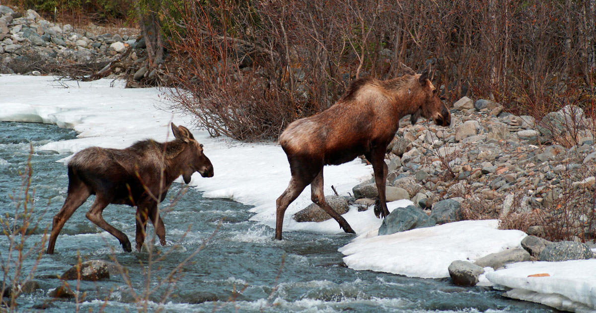 Into the Wild